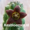Echidnopsis nubica - STEK 