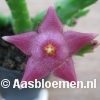 Stapelia divaricata (paars-roze bloem) - Vorm 7 - STEK 