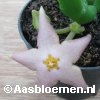 Stapelia divaricata (roze bloem) - STEK 