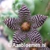Piaranthus barrydalensis (Kleinvlakte, RSA) - STEK 