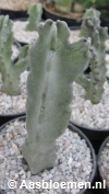 Caralluma flava - 5 + cm - PLANT 