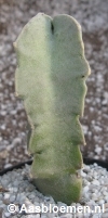 Caralluma russeliana - 8 + cm - PLANT 