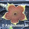 Edithcolea grandis - knalgele bloembladpunten > 6 cm - PLANT 