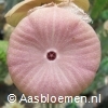 Hoodia gordonii -  8 cm - 3 takken - PLANT 
