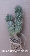 Hoodia parviflora -  8+ cm - 2 stammen - PLANT 