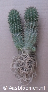 Hoodia parviflora - 10+ cm - 2 takken - PLANT 