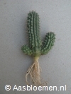 Hoodia hybride -  8+ cm - 3 takken - PLANT 