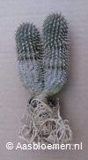 Hoodia parviflora -  9+ cm - 2 stammen - PLANT 