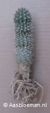 Hoodia parviflora -  8+ cm - 1 stam - PLANT 