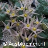 Piaranthus geminatus (Vleikloof, RSA) - STEK 