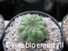 Larryleachia cactiformis - 2,5 cm doorsnede - PLANT 