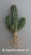 Hoodia hybride - 10+ cm - 3 stammen - PLANT 